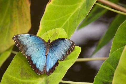 Blue butterfly on a leaf
