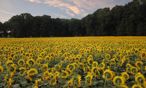 Field of sunflowers