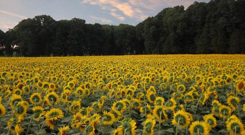 Field of sunflowers